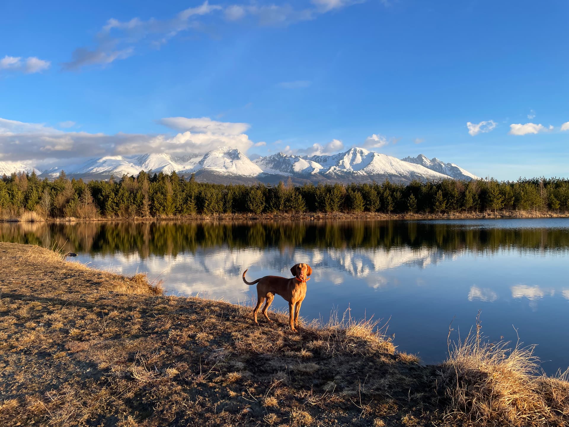 A copper-coloured Vizsla standing alert on a grassy lakeshore, with snow-capped mountains reflected in the water.
