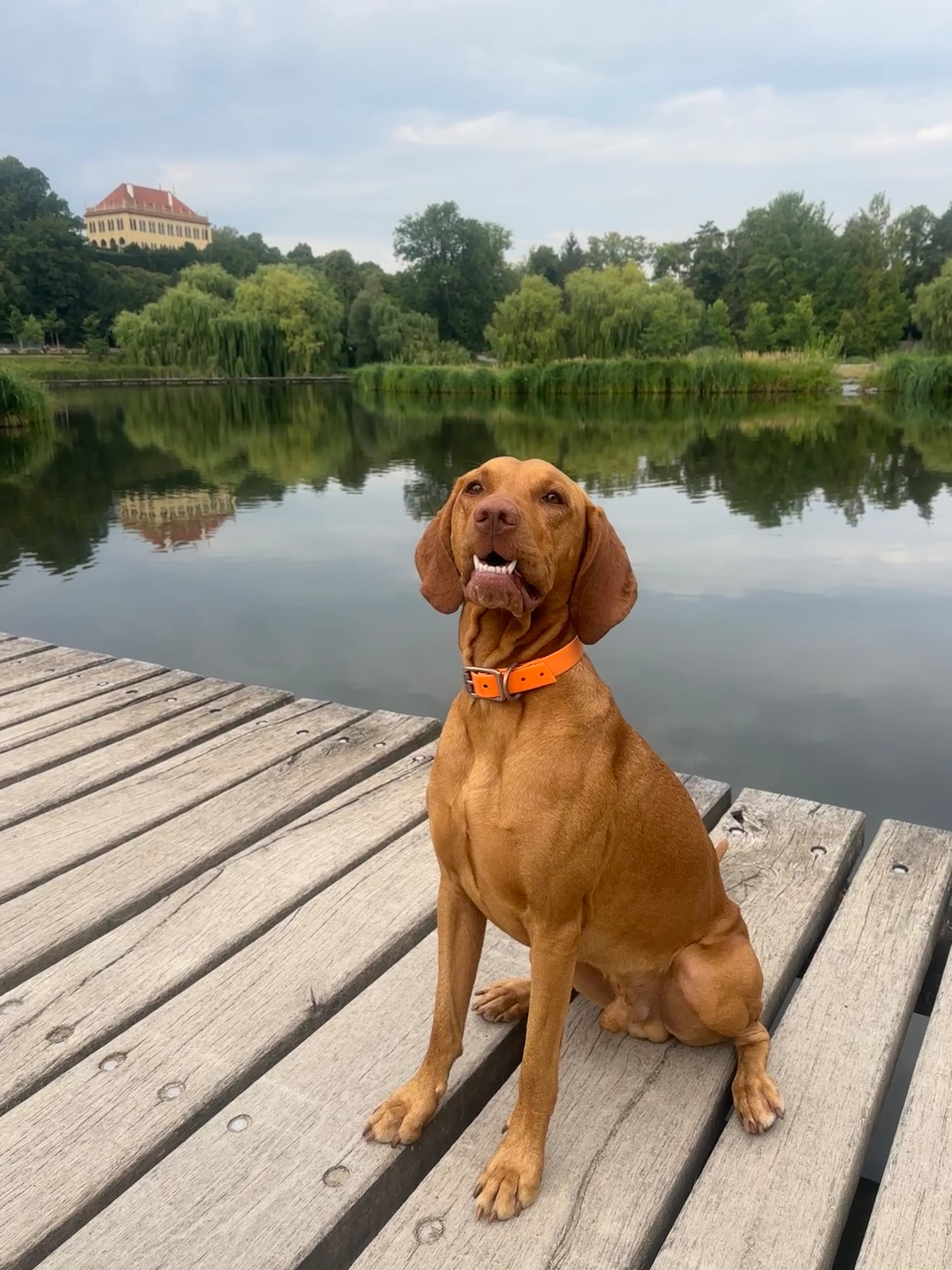 Teo, a Hungarian Vizsla, holding a pose by the lake in Prague.